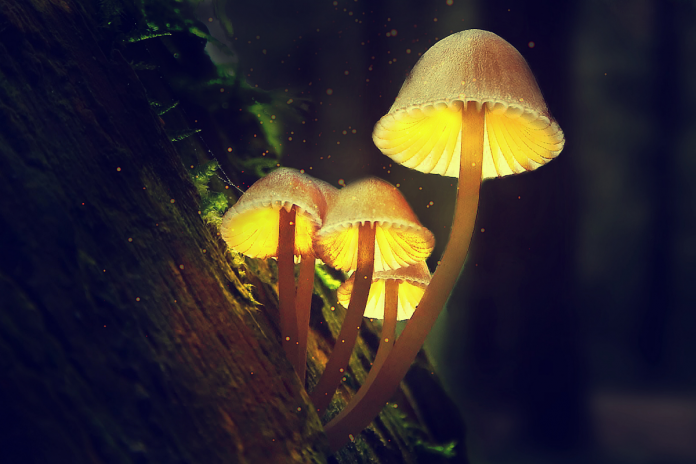Magic Mushrooms Healthcare - GCI Content Hub - Global Cannabis Intelligence
