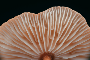 Intelligent Fungi - Psychedelics - GCI Content Hub - Global Cannabis Intelligence